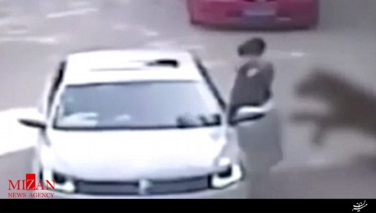 حمله دلخراش ببر به یک زن در پارک سفری + فیلم