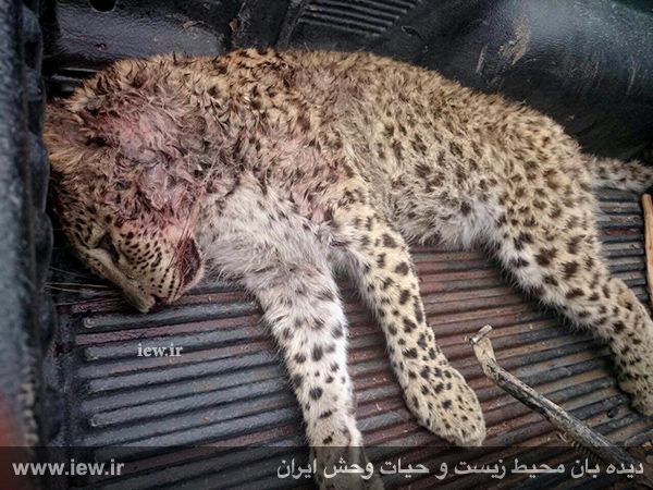 شکارچیان یک توله پلنگ را در کیاسر کشتند