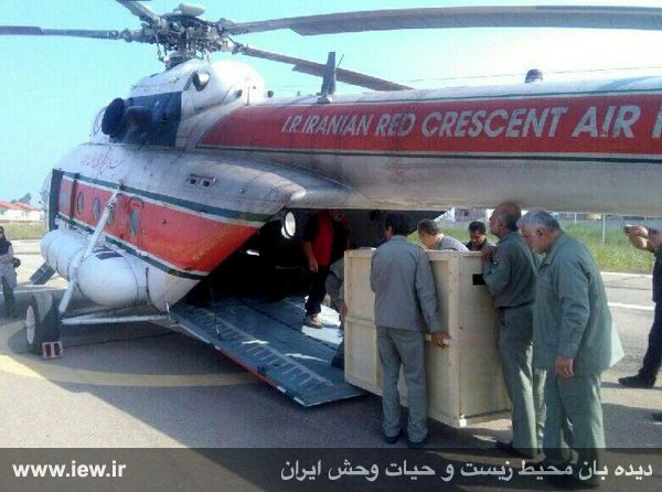 انتقال چهار گوزن قرمز با بالگرد از مازندران به البرز مرکزی برای رها سازی در طبیعت+ تصاویر انتقال چهار گوزن قرمز با بالگرد از مازندران به البرز مرکزی برای رها سازی در طبیعت+ تصاویر