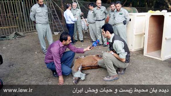 انتقال چهار گوزن قرمز با بالگرد از مازندران به البرز مرکزی برای رها سازی در طبیعت+ تصاویر انتقال چهار گوزن قرمز با بالگرد از مازندران به البرز مرکزی برای رها سازی در طبیعت+ تصاویر