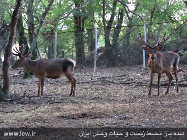 انتقال چهار گوزن قرمز با بالگرد از مازندران به البرز مرکزی برای رها سازی در طبیعت+ تصاویر