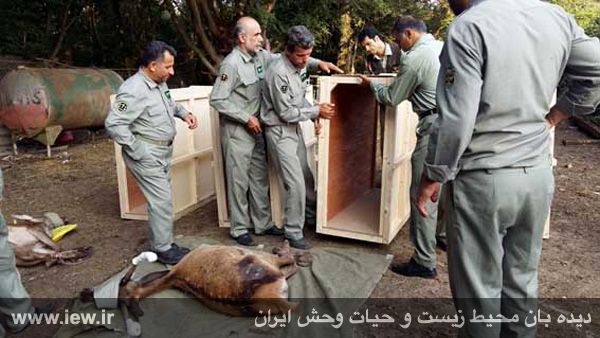 انتقال چهار گوزن قرمز با بالگرد از مازندران به البرز مرکزی برای رها سازی در طبیعت+ تصاویر انتقال چهار گوزن قرمز با بالگرد از مازندران به البرز مرکزی برای رها سازی در طبیعت+ تصاویر