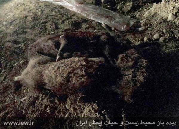 مطالعه و حفظ قوانین محیط زیست مجازات شکارچیان خوک وحشی