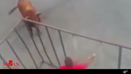 وقتی حصار قفسی هم مانع حمله این گاو نمیشود! + فیلم وقتی حصار قفسی هم مانع حمله این گاو نمیشود! + فیلم