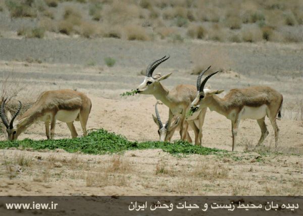 علوفه پراکنی برای حیات وحش پارک ملی کلاه قاضی علوفه پراکنی برای حیات وحش پارک ملی کلاه قاضی