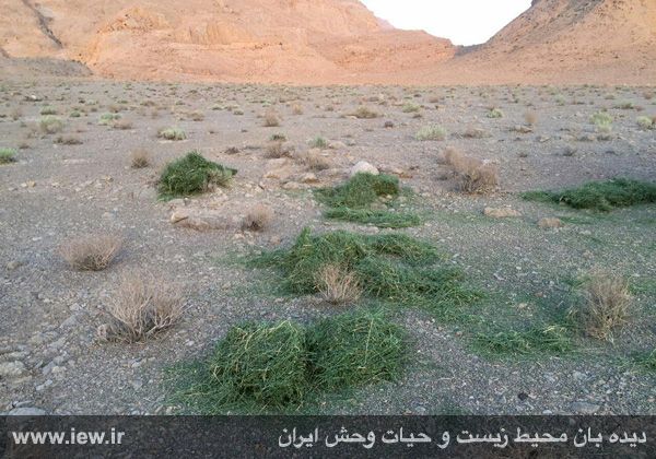 علوفه پراکنی برای حیات وحش پارک ملی کلاه قاضی علوفه پراکنی برای حیات وحش پارک ملی کلاه قاضی
