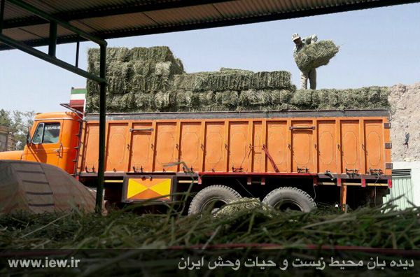 علوفه پراکنی برای حیات وحش پارک ملی کلاه قاضی علوفه پراکنی برای حیات وحش پارک ملی کلاه قاضی