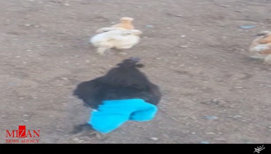 جنجال 