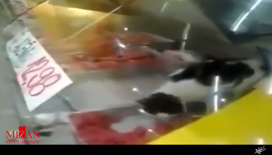 گربه در ویترین قصابی! + فیلم گربه در ویترین قصابی! + فیلم