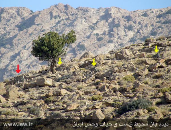 تصویر برداری از یک پلنگ و 3 توله اش در صیدوا تصویر برداری از یک پلنگ و 3 توله اش در صیدوا