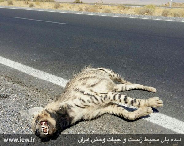 مرگ کفتار راه راه براثر برخورد با یک خودرو+ عکس مرگ کفتار راه راه براثر برخورد با یک خودرو+ عکس