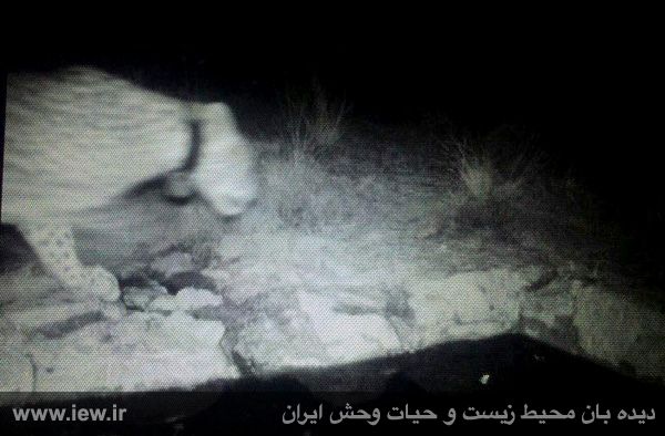 آخرین وضعیت هیرکان، ماده پلنگ رهاسازی شده در پارک ملی گلستان+تصاویر آخرین وضعیت هیرکان، ماده پلنگ رهاسازی شده در پارک ملی گلستان+تصاویر