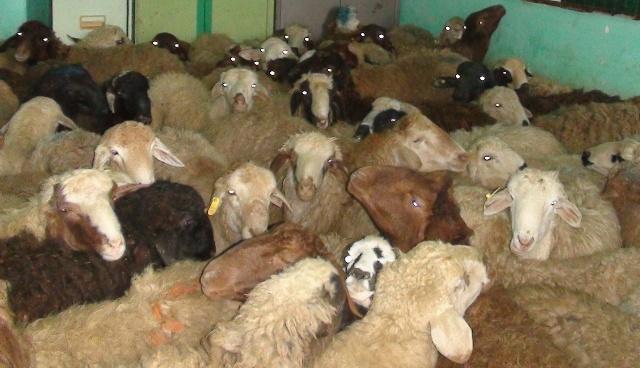 انهدام باند 7 نفره سرقت احشام در گرمسار