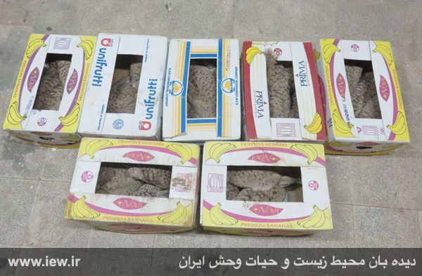 کشف محموله بزرگ قاچاق حیات وحش به کشورهای عربی+تصاویر کشف محموله بزرگ قاچاق حیات وحش به کشورهای عربی+تصاویر