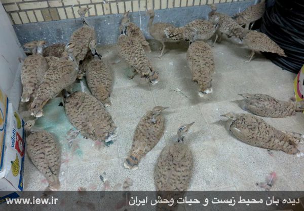 کشف محموله بزرگ قاچاق حیات وحش به کشورهای عربی+تصاویر کشف محموله بزرگ قاچاق حیات وحش به کشورهای عربی+تصاویر