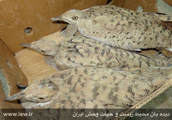 کشف محموله بزرگ قاچاق حیات وحش به کشورهای عربی+تصاویر