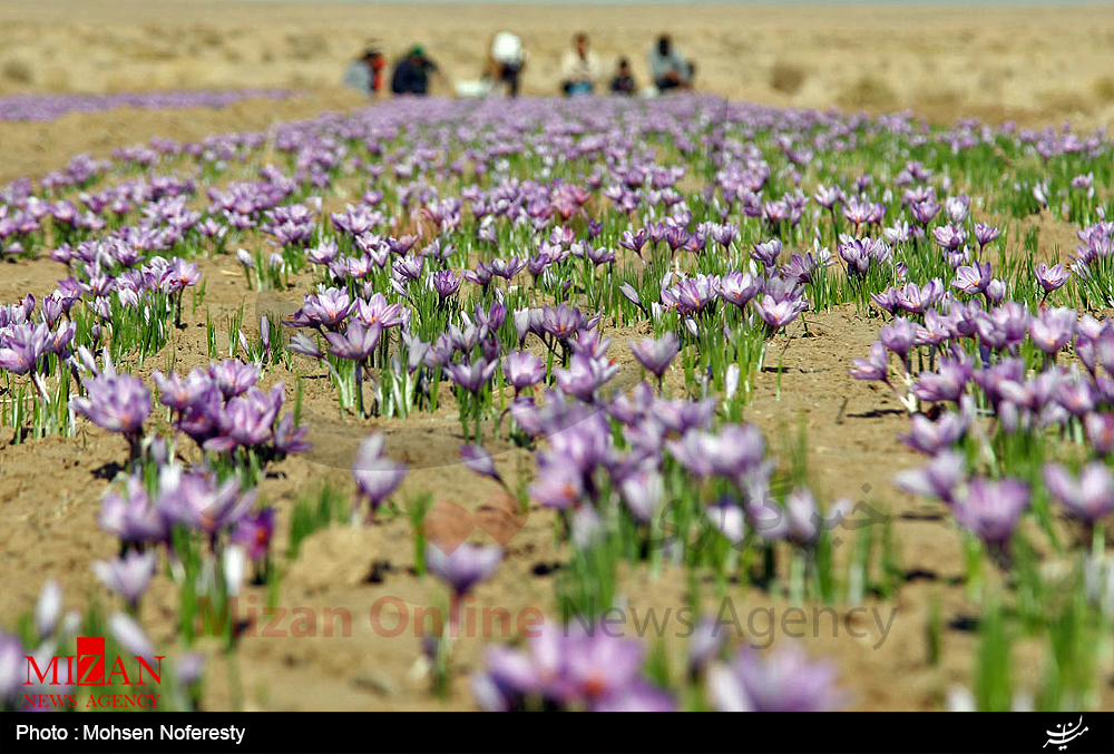 مقام اول ایران در صادرات طلای سرخ مقام اول ایران در صادرات طلای سرخ