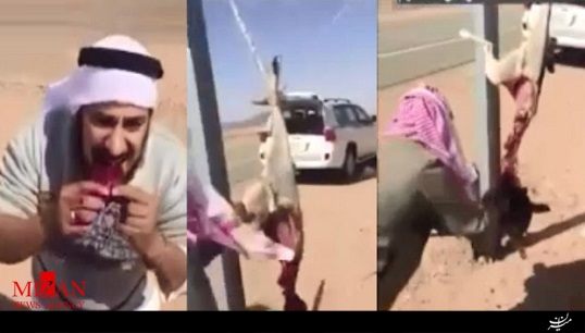 قصابی و خامخوری گوشت گرگ توسط وهابیهای سعودی + فیلم قصابی و خامخوری گوشت گرگ توسط وهابیهای سعودی + فیلم