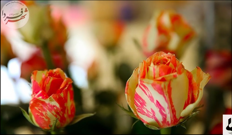 جشنواره گل های پاییزی در تهران+عکس جشنواره گل های پاییزی در تهران+عکس