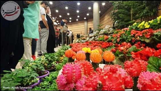 جشنواره گل های پاییزی در تهران+عکس جشنواره گل های پاییزی در تهران+عکس
