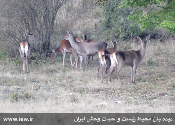 فصل جفتگیری مرال در منطقه حفاظت شده جهان نما