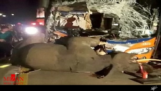 صحنه دلخراش تصادف اتوبوس دو طبقه با فیل + فیلم