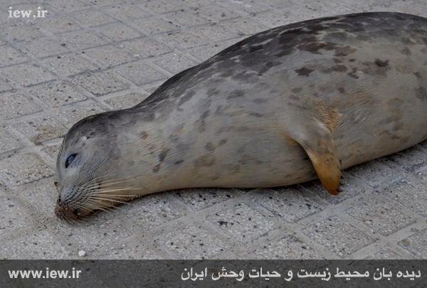 یک فک خزری در تور صیادان بندر ترکمن تلف شد یک فک خزری در تور صیادان بندر ترکمن تلف شد