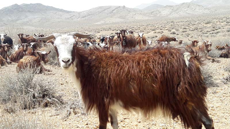 نژاد بز ندوشن ثبت جهانی می شود
