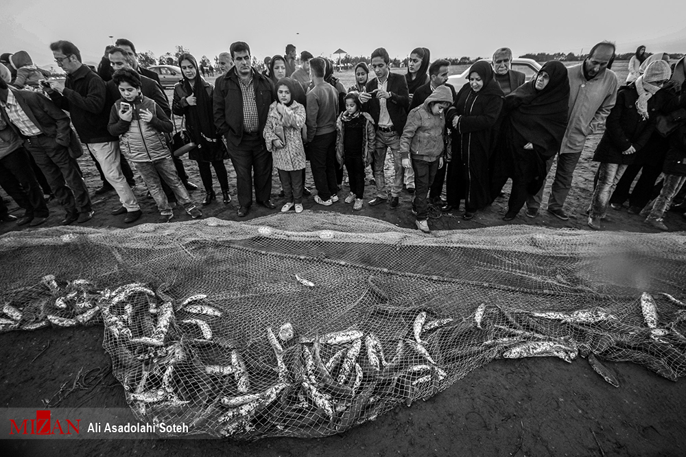 آغاز فصل صید پره‌ ماهیان استخوانی دریای خیزر+عکس