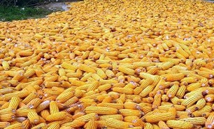جلوگیری از ورود 20 هزارتن ذرت هندی آلوده به کشور