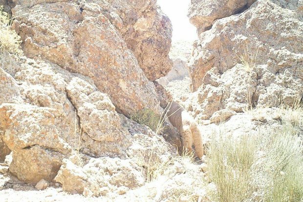 ثبت تصویر گربه پالاس در تهران