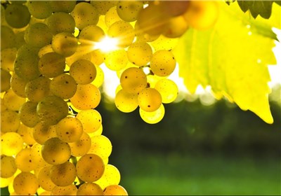 خواص معجزه آسای انگور برای بیماران سرطانی