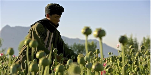 900 هزار کودک افغانستانی اسیر هیولای اعتیاد