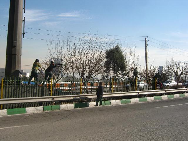 بهبود دید رانندگان به تابلوهای شهری با هرس درختان بهبود دید رانندگان به تابلوهای شهری با هرس درختان