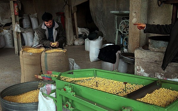 تامین 99 درصد نخودچی در ممقان/ تبلور اقتصاد مقاومتی با طعم دار کردن نخودچیها تامین 99 درصد نخودچی در ممقان/ تبلور اقتصاد مقاومتی با طعم دار کردن نخودچیها