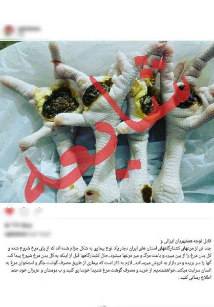 بیماری «جذام مرغی» واقعیت ندارد+عکس
