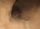 سرقت ناکام جمجمه تاریخی در جوین سرقت ناکام جمجمه تاریخی در جوین