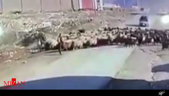 تصادف وحشتناک خودرو با گله گوسفندان در شهرستان سردشت + فیلم تصادف وحشتناک خودرو با گله گوسفندان در شهرستان سردشت + فیلم