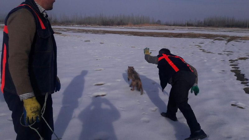 پناه بردن گرگ به انسان برای حفاظت از سرما و گرسنگی