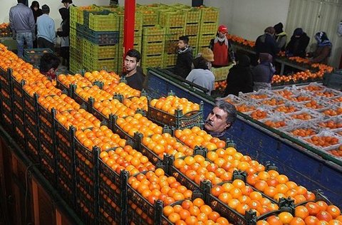 نیازی به واردات مرکبات در شب عید نداریم