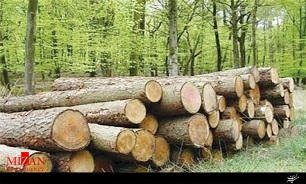 همدستی مامور منابع طبیعی با قاچاقچیان چوب/ 5 نفر در کرگان رود دستگیر شدند