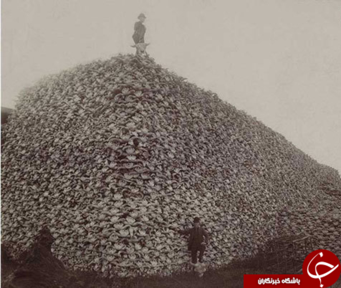 کوهی از جمجمه گاومیش کوهان دار آمریکایی (۱۸۷۰)

در این عکس قدیمی دو مرد در کنار جمجمه گاو‌ها مشاهده می‌شوند. قرار است این جمجمه‌ها به کود تبدیل شوند.