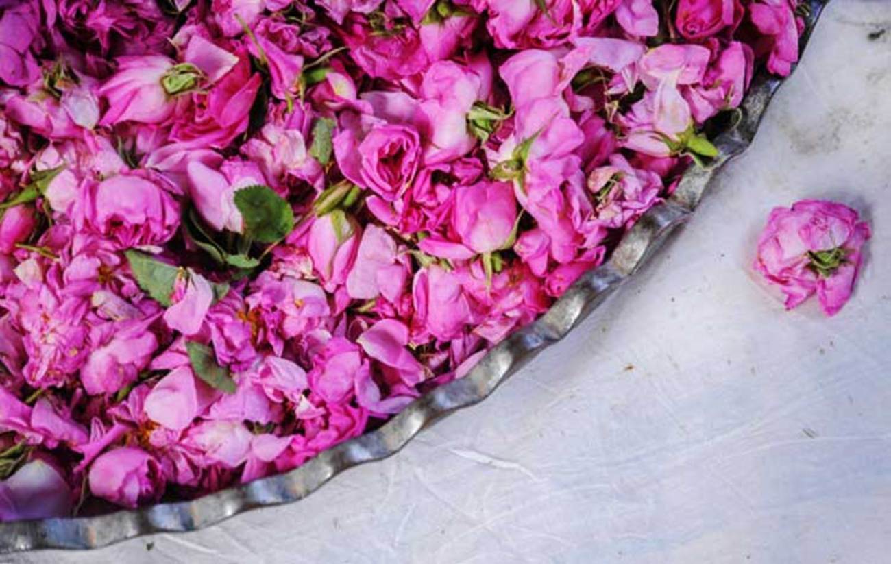 گل محمدی