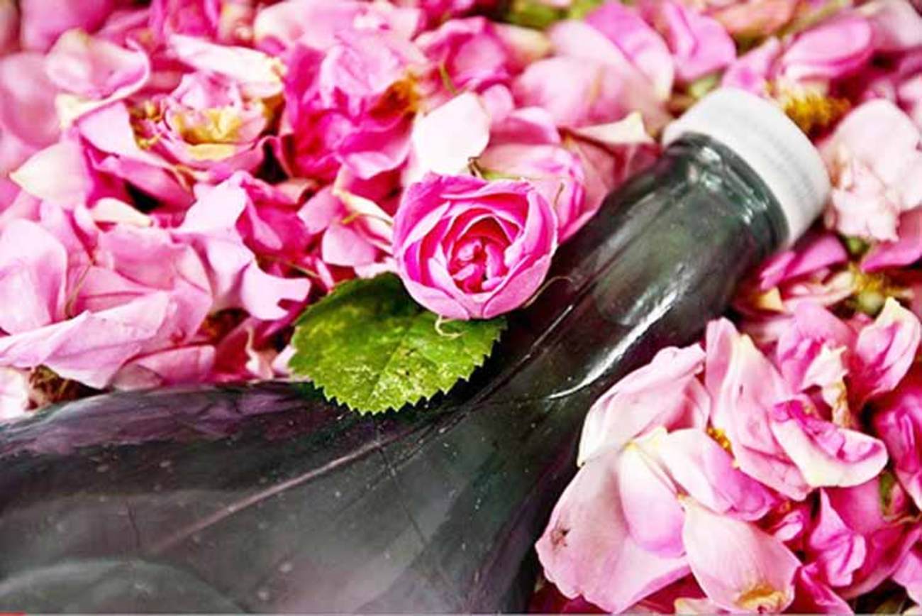 گل محمدی