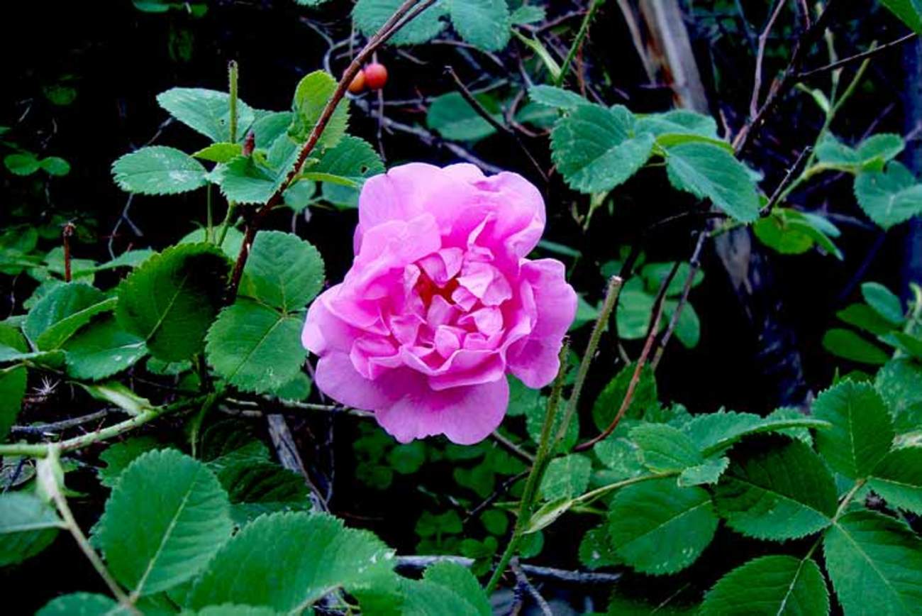 گل محمدی