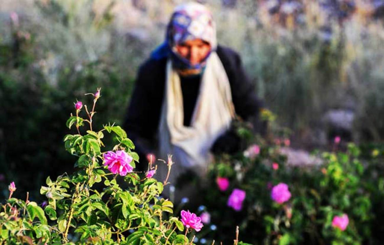 چیدن گل محمدی 