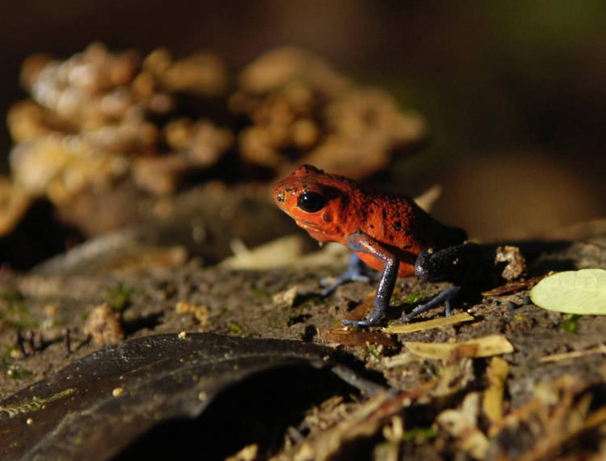 قورباغه نیزه سمی (Poison Dart Frog) - این نوع قورباغه از آشناترین گونه‌های قورباغه است و زهری چربی دوست، از گروه آلکالویید زیر پوست آن جریان دارد. این زهر در آمریکای جنوبی برای سمی کردن نوک نیزه‌ها استفاده می‌شد و اسم این نوع قورباغه نیز در پی همین حرکت نام‌گذاری شده است. رنگ روشن پوست این قورباغه زنگ خطری برای بقیه حیوانات است.