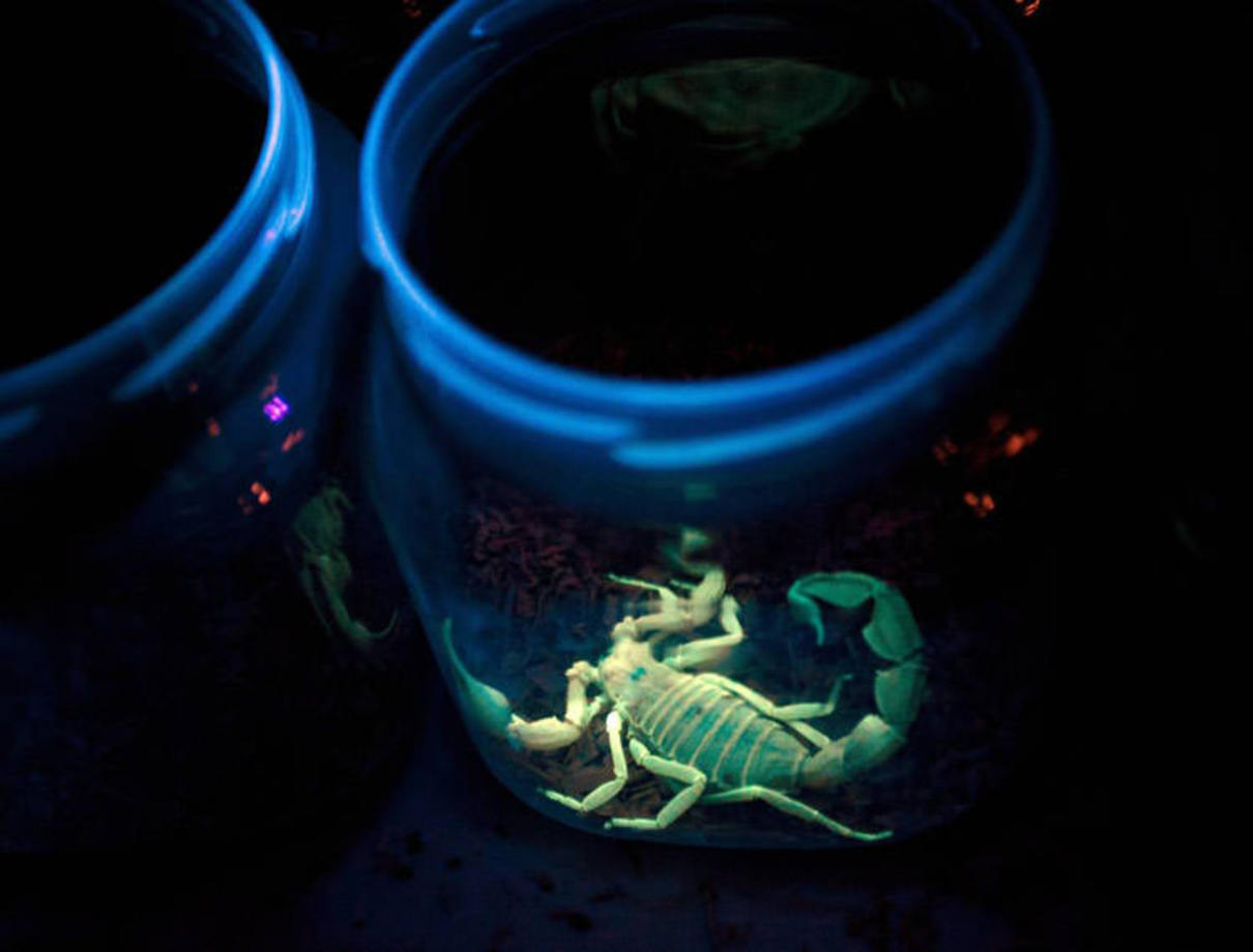 عقرب دث‌تاکر یا قاتل (Deathstalker Scorpion) - این عقرب آمریکایی، خطرناک‌ترین نوع از گونه‌ عقرب‌هاست. نیش این عقرب حتی اگر زهر را با دوز پایین انتقال دهد، می‌تواند کشنده باشد. البته از زهر این عقرب برای ساختن داروهایی برای کاهش پیشروی تومورها نیز استفاده می‌شود.