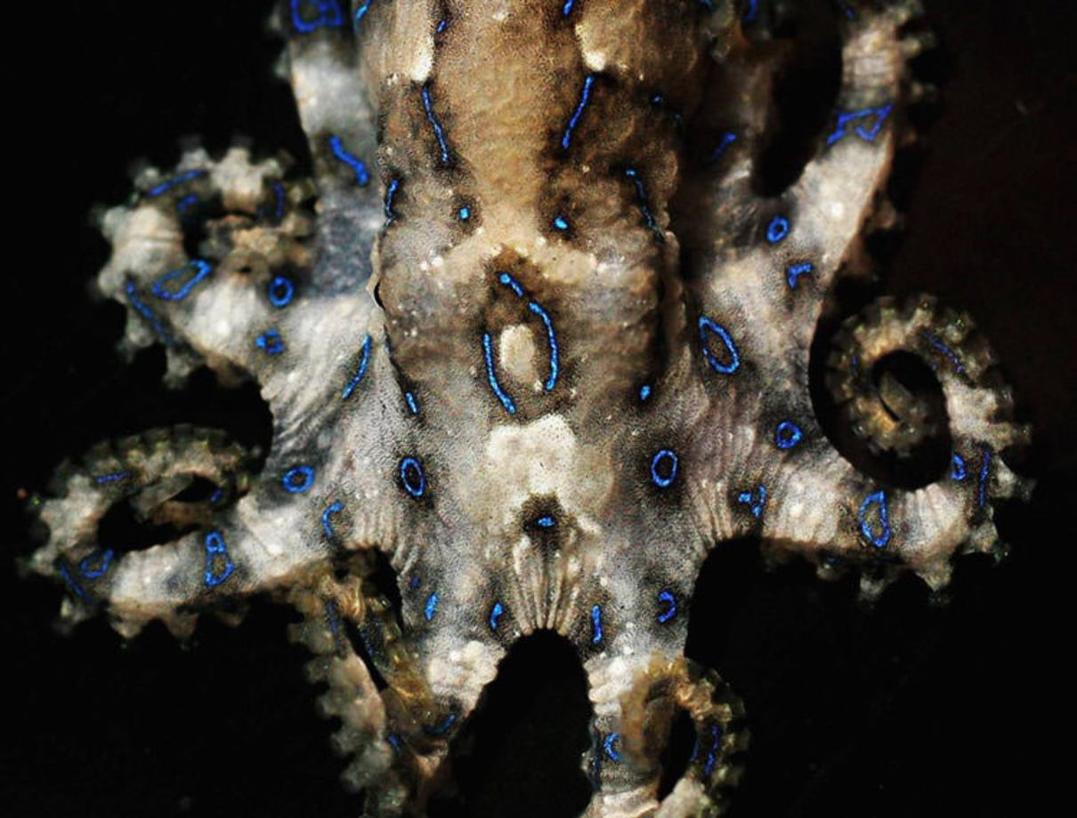 هشت‌پای حلقه آبی (Blue Ring Octopus) - این گونه از هشت‌پاها که در استرالیا وجود دارند، زهری به نام سرزهر (Cephalotoxin) تولید می‌کنند که از آنزیم بزاق دهان آنها گرفته شده است. این زهر با جلوگیری از عبور و هدایت رشته‌های عصبی و عضلانی، قربانی را فلج می‌کند. مطمئنا در صورت مداوا نشدن فربانی خواهد مرد. معمولاً این نیش بی‌درد خواهد بود و قربانی وقتی متوجه درد خواهد شد که کار از کار گذشته است.