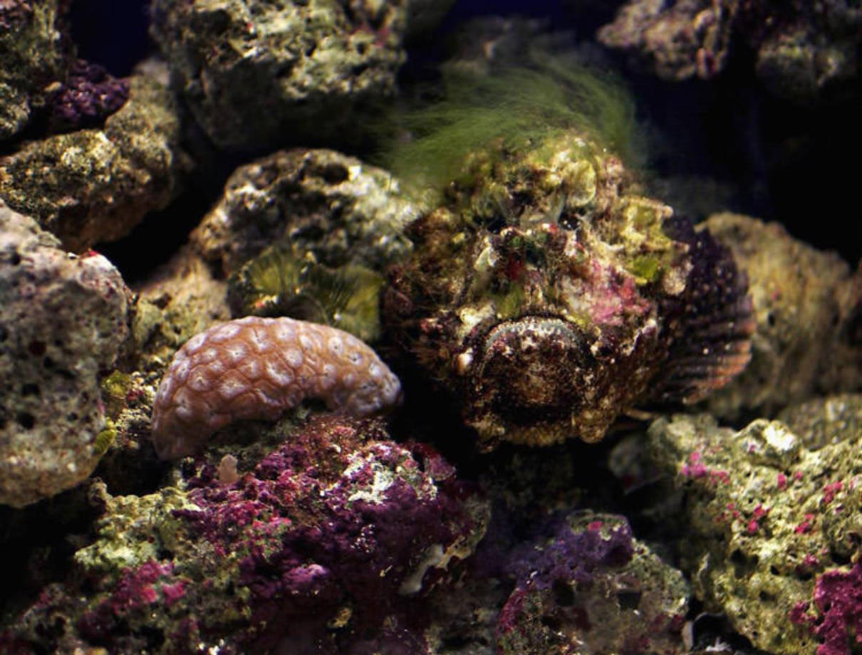 ماهی سنگی (Stonefish) - ماهی سنگی از جانورانی است که به خوبی استتار می‌کند و همین ویژگی، این ماهی را به یکی از خطرناک‎ترین موجودات استرالیا تبدیل کرده است. شاخک‌های تیز پشت او، دارای سمی با دوز بالاست که در صورت تماس با آن ابتدا باعث دردی شدید در محل تماس، آسیب بافت و سپس اختلال در تنفس می‌شود و اگر رسیدگی پزشکی صورت نگیرد، در نهایت موجب حمله‌ قلبی می‌شود. البته بعد از کشف پادزهر در سال ۱۹۵۹، هیچ انسانی در استرالیا توسط این حیوان جان خود را از دست نداده است.